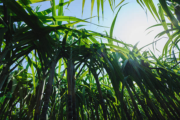 istock Sugarcane crops  grow in the field 2245659597