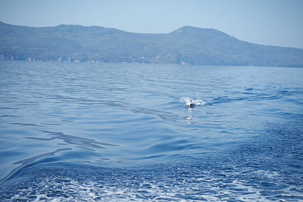 Dolphin Swimming In Sea