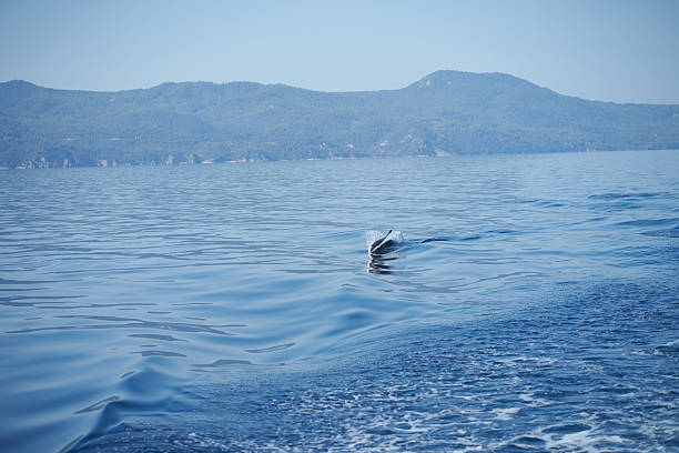 A wild dolphin swimming gracefully in the clear blue ocean. This intelligent marine mammal is captured in its natural habitat, showcasing its playful behavior and social interaction.