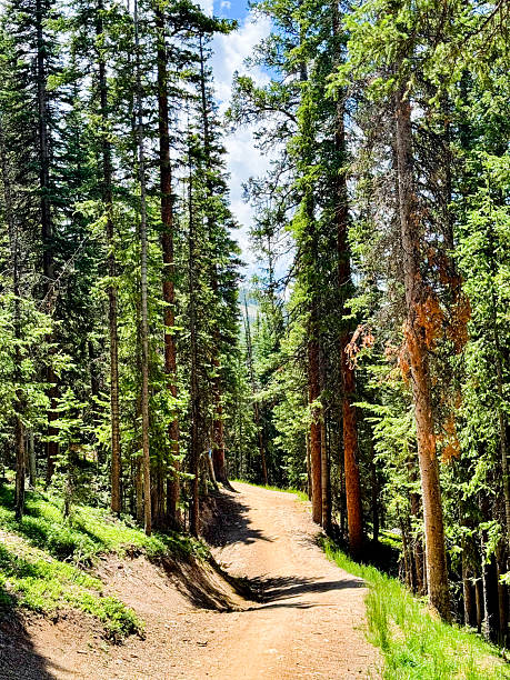 istock Mountain dirt path curves through tall evergreen forest under bright summer sunlight at Copper Mountain, Colorado — forward motion 2245662350