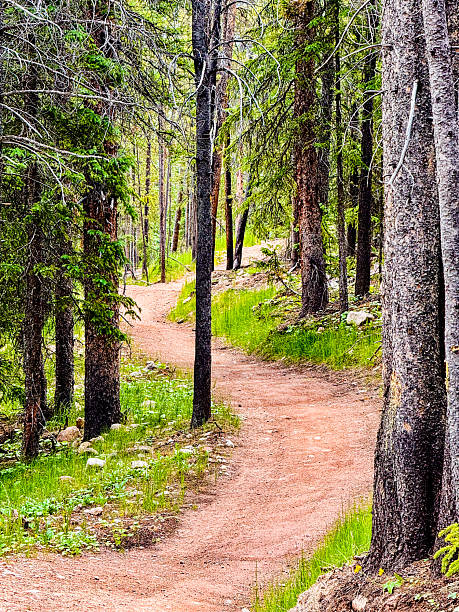 istock Curved dirt trail weaves through pine forest hillside under bright summer daylight — forward motion 2245662464