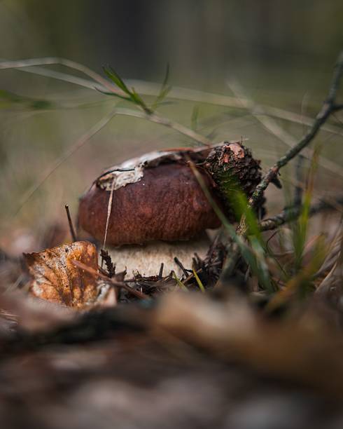 Close-up of a wild mushroom growing among fallen leaves and twigs in a forest setting.