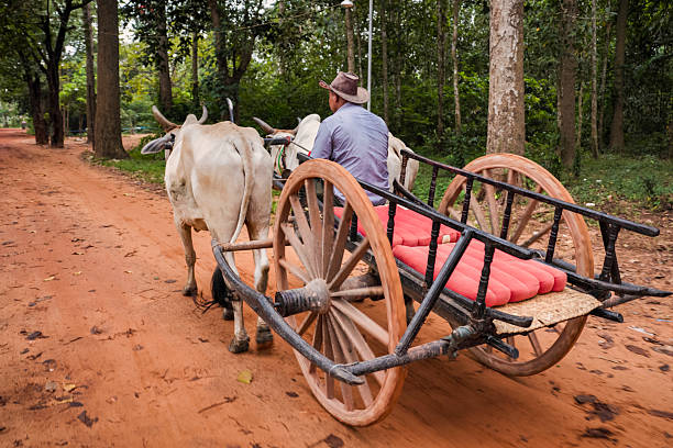 Cambodian man riding ox cart in village near Siem Reap, Cambodia