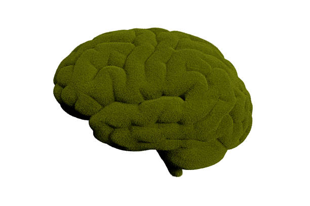 istock Human Brain made entirely of vibrant green grass 2245665511