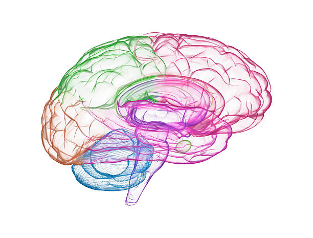 istock Human brain with rainbow watercolor spray on a white background 2245665513