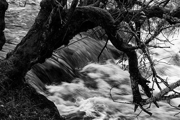 Monochrome image of a fast flowing river framed by twisting moss covered branches, showing abstract movement and contrast in natural light