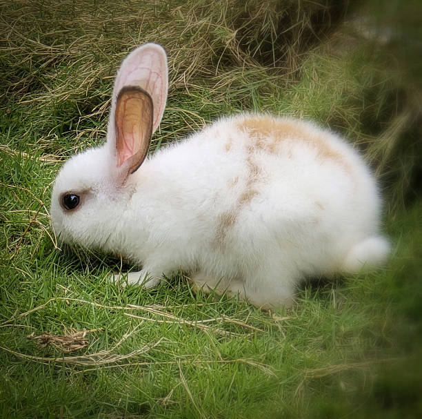 istock fluffy easter white rabbit with orange patches explores a grassy lawn near hay 2245665561