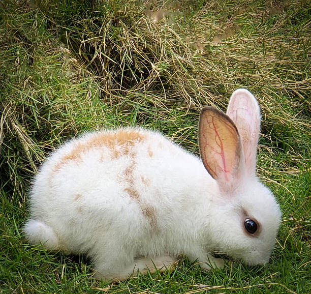 fluffy easter white rabbit with orange patches explores a grassy lawn near hay. This charming, small pet looks curious as it sniffs the ground, capturing a serene outdoor moment of nature and innocence.