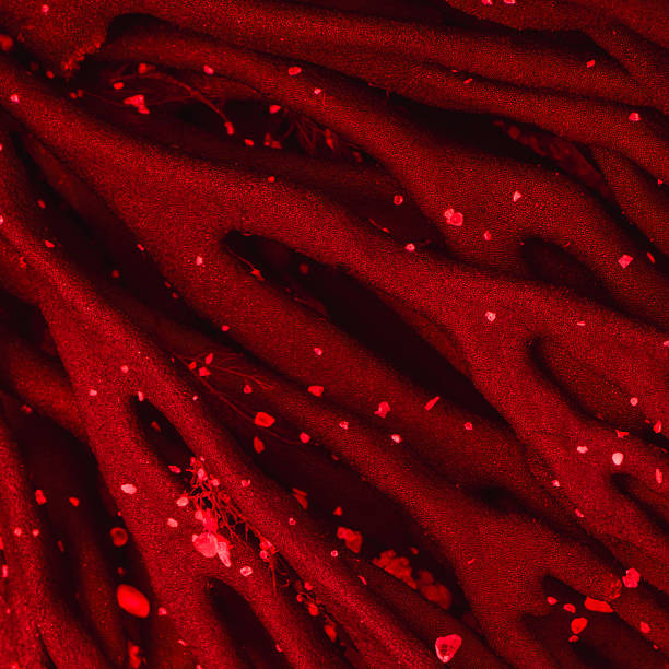 Close-up of red seaweed branches with alien-like texture (Codium fragile)