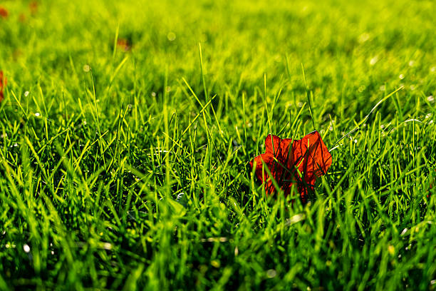 A red maple leaf on bright young grass, the beginning of autumn and the vibrant leaf-fall season, copy space about autumn and protection from colds