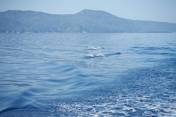 Dolphin family swimming near the surface of the ocean. Underwater view.