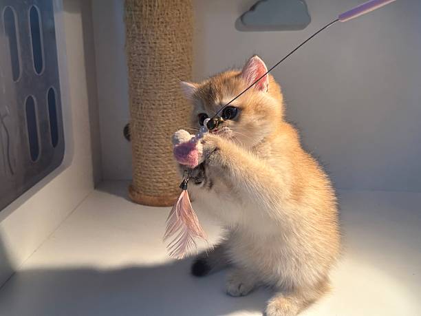 istock Cute playful kitten with fluffy fur playing with a feather toy on a white surface in a cozy indoor setting, showing curiosity and joy 2245668684