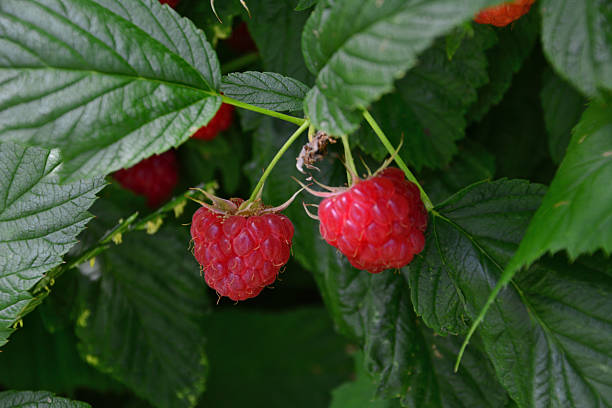 istock a close up ofTwo Ripe Red remontant Raspberries on a Bush 2245669808