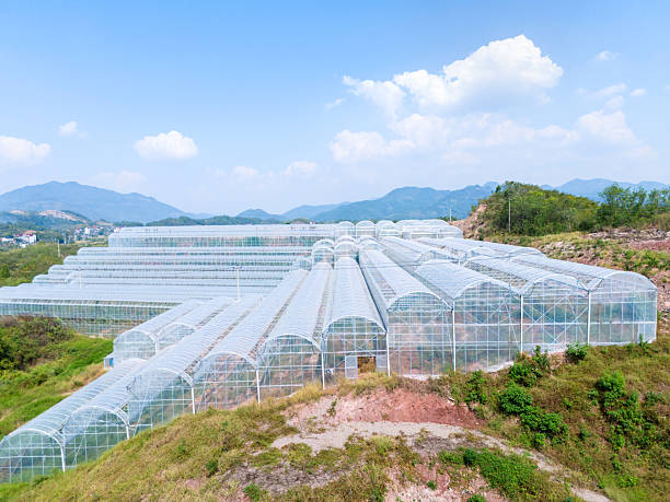 Modern agricultural greenhouse plantations