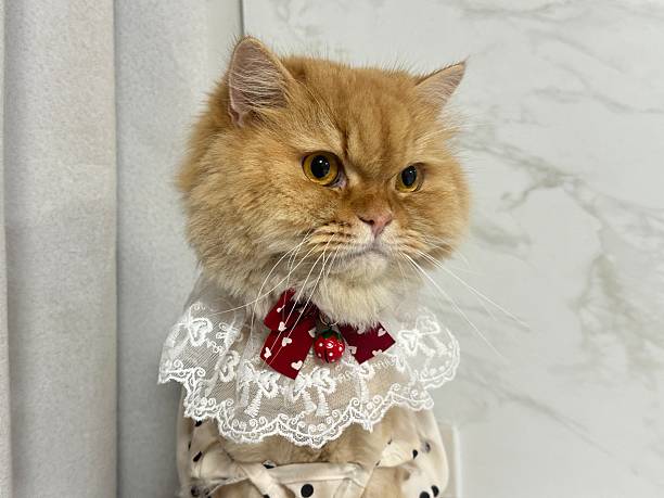 istock Adorable fluffy orange cat with a unique collar posing against a light-colored backdrop in a stylish and charming setting 2245671480