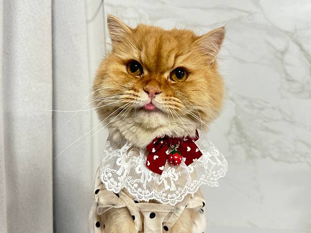 istock Adorable fluffy orange cat with playful expression dressed in fashionable outfit featuring lace collar and red bow tie, posing against a marble background 2245671547