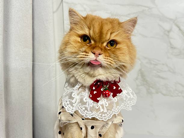 istock Adorable orange cat with playful expression wearing elegant lace collar and bow tie against a stylish background, perfect for pet lovers' photography needs 2245671552