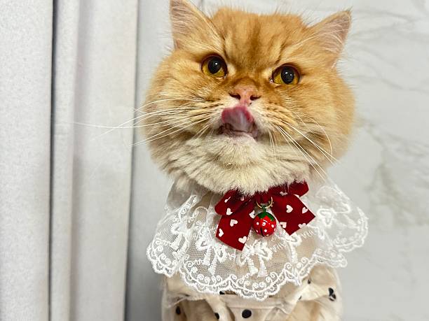 istock Adorable ginger cat wearing a frilly lace collar with a red bow and playful expression, licking its lips in a bright indoor setting 2245671571
