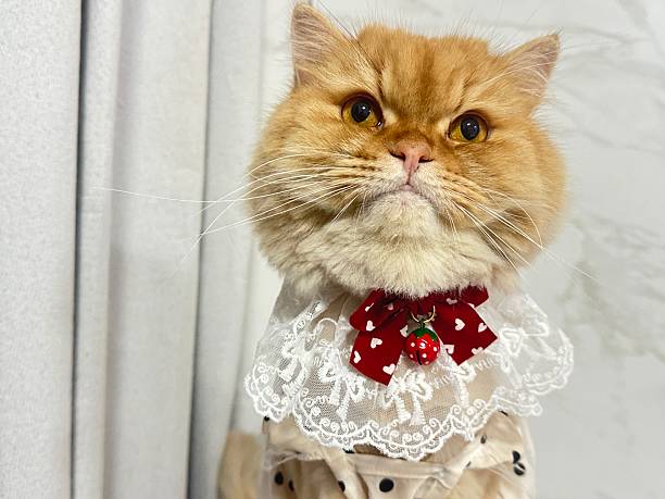 istock Adorable fluffy orange cat wearing a frilly white collar with a red bow tie and a decorative strawberry pendant sitting against a soft background 2245671577