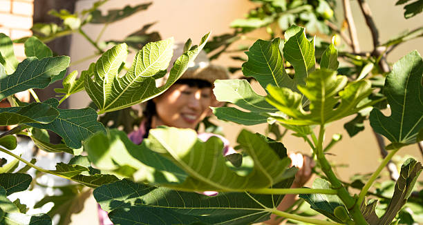 Woman smiling through lush green fig leaves in a bright outdoor garden