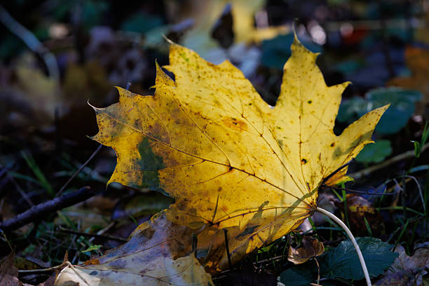 Beautiful leaf in autumn colors on the ground in a forest