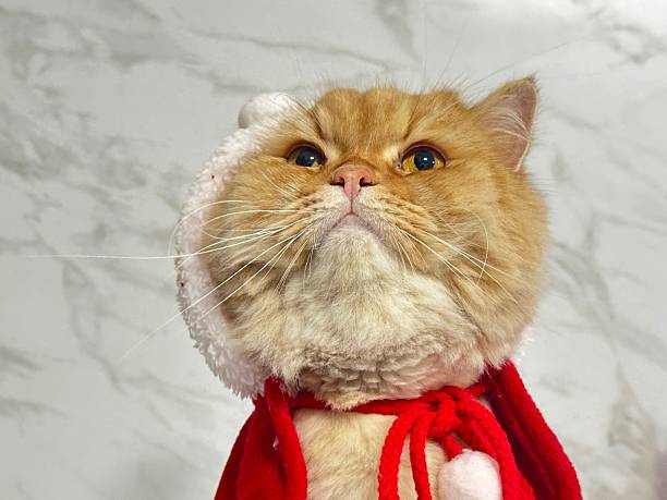 istock Adorable ginger cat wearing Santa hat and red cape with a thoughtful expression against a textured marble background for holiday themes 2245673155