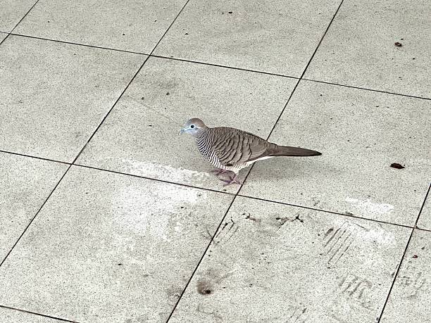 A serene view of a single spotted dove as it gracefully walks across clean light floor tiles in a bright indoor setting, creating a sense of peace and tranquility.