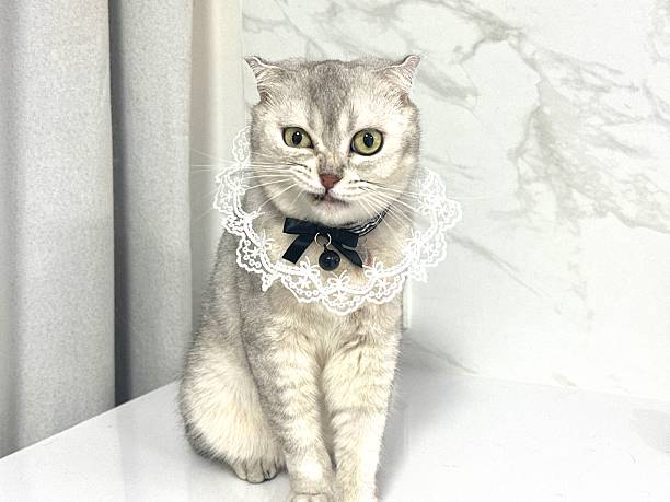 istock Elegant Cat in Lace Collar Sitting on White Surface with Soft Textured Background Perfect for Pet Photography Lovers and Cat Enthusiasts 2245673872