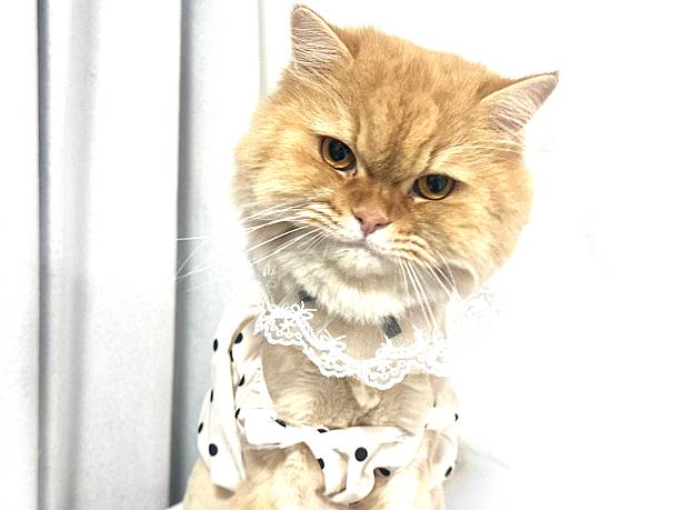 istock Charming Persian Cat with Fluffy Fur and Elegant Bow Tie in a Playful Pose Against a Soft White Background 2245674085