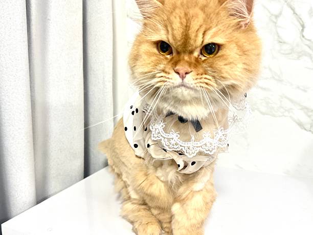 istock Charming Ginger Cat Wearing Adorable Polka Dot Outfit with Lace Trimming Posing Elegantly on a White Surface Against a Soft Background 2245674130