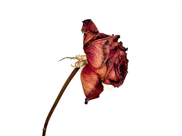 istock Withered Red Rose on White Background Symbolizing Love Lost and Elegance in Nature's Beauty, Perfect for Romantic Themes and Artistic Projects 2245674572