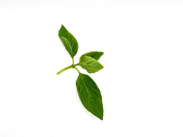 istock Fresh Green Basil Leaves on White Background Ideal for Cooking and Culinary Presentation, Healthy Eating Concept, Natural Food Ingredient, Vibrant Color 2245674661