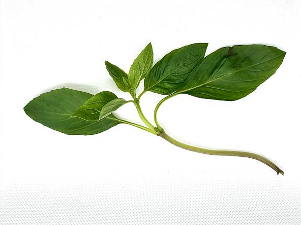 istock Fresh Green Basil Leaf Stem Isolated on White Background Ideal for Culinary Uses, Food Photography, Organic Gardening, and Natural Health Representation 2245674662
