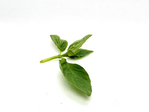 Fresh Green Basil Leaf Isolated on White Background Perfect for Culinary, Herbal, and Organic Food Themes in Stock Photography