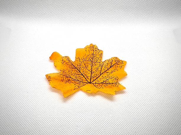 Yellow and Orange Maple Leaf on White Background Featuring Intricate Veins and Textures Ideal for Nature and Autumn Themes