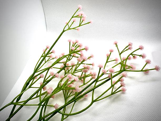 Delicate pink flower branches arranged on a neutral background showcasing intricate floral details perfect for nature-themed designs or backgrounds