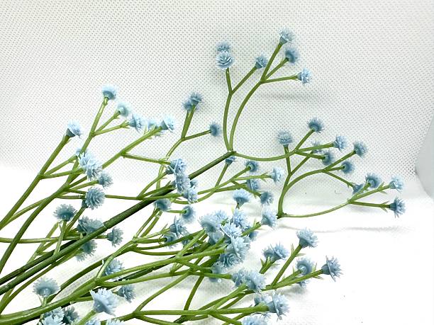 istock Delicate Light Blue Flowers on Branches with Green Stems Against a White Background for Floral Design and Inspirational Projects 2245674724