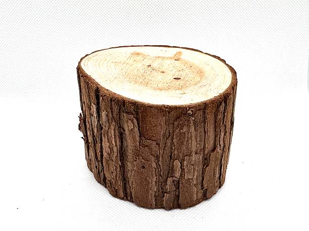 Cylindrical trunk of a tree with visible growth rings and a rough outer bark texture, isolated on a white background for creative design projects and natural themes