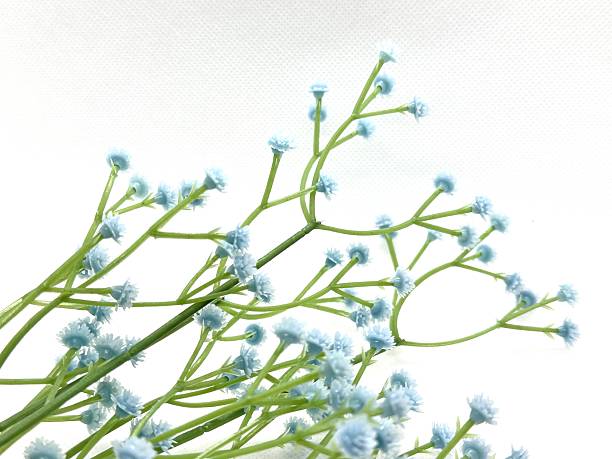 istock Delicate Blue Flower Stems with Tiny Blossoms on a Light Background for Nature and Floral Design Inspiration in Various Creative Projects 2245674834