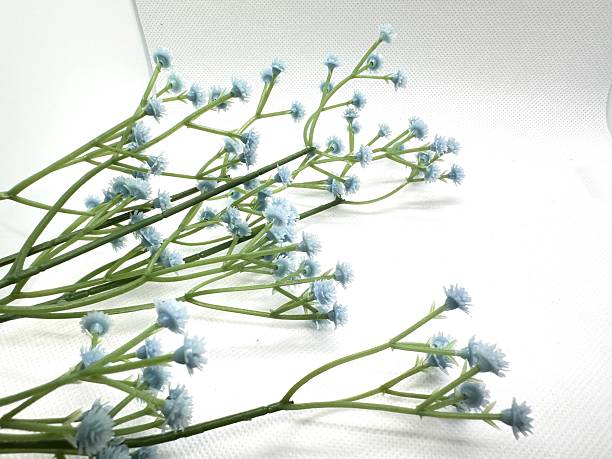 istock Delicate Blue Floral Arrangement with Soft Blooms on a White Background for Creative and Decorative Use in Various Projects 2245676177