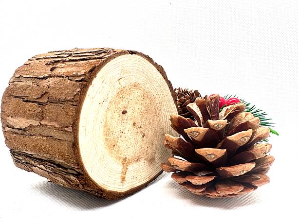 istock Rustic wooden log with pine cones and evergreen branches on a white background, perfect for nature-themed decor and holiday season inspiration. 2245676187