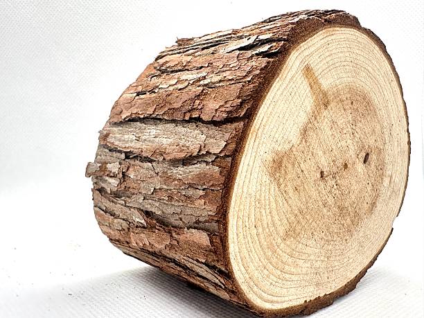istock Natural Cross-Section of Tree Log Showing Detailed Bark and Smooth Inner Surface Ideal for Rustic Decorative Projects and Natural Crafting Inspiration 2245676190