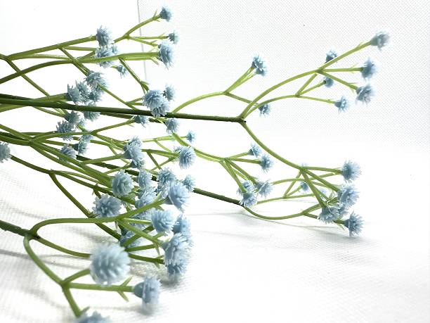 Delicate blue flowers with soft texture arranged gracefully on a pristine white background, perfect for nature-themed designs and creative projects