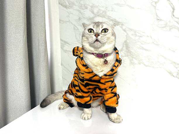 istock Adorable Cat in Cute Orange Tiger Costume Posing Elegantly Against a Light Marble Background, Capturing a Fun and Playful Vibe in a Cozy Indoor Setting 2245676232