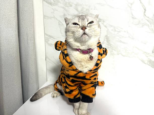 istock Adorable cat dressed in a vibrant tiger costume posing confidently on a glossy surface with a stylish marble background 2245676244