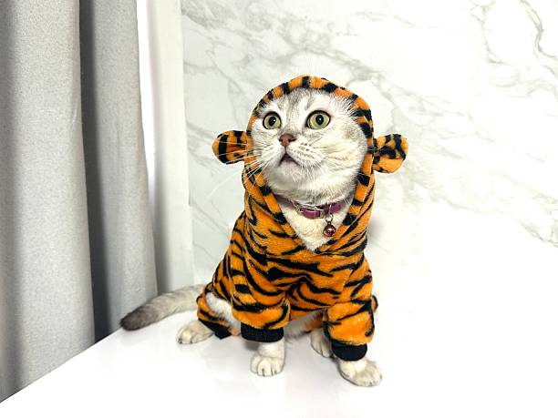 istock Adorable fluffy cat dressed in a playful tiger costume sitting on a white surface with marble background showcasing pet fashion and cuteness 2245676247