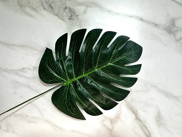 Green Monstera Leaf on White Marble Background, Perfect for Home Decor, Nature Themes, or Botanical Illustrations and Designs