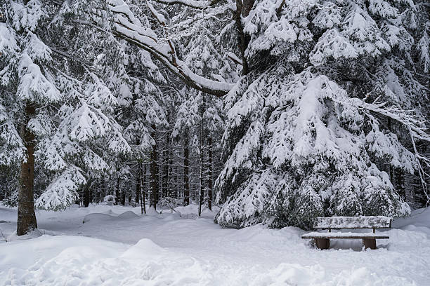 Snowy wonderland in the Black Forest, Germany — winter fir trees under heavy snow coat. Christmas armosphere