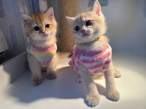 istock Cute kittens wearing colorful shirts, playful poses, indoor setting, adorable expression, fluffy fur, charming eyes, small paws, soft lighting 2245678031