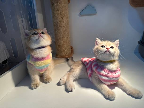 istock Two adorable kittens in colorful sweaters sit together in a cozy indoor setting, showcasing their playful personalities and unique charm. 2245678036